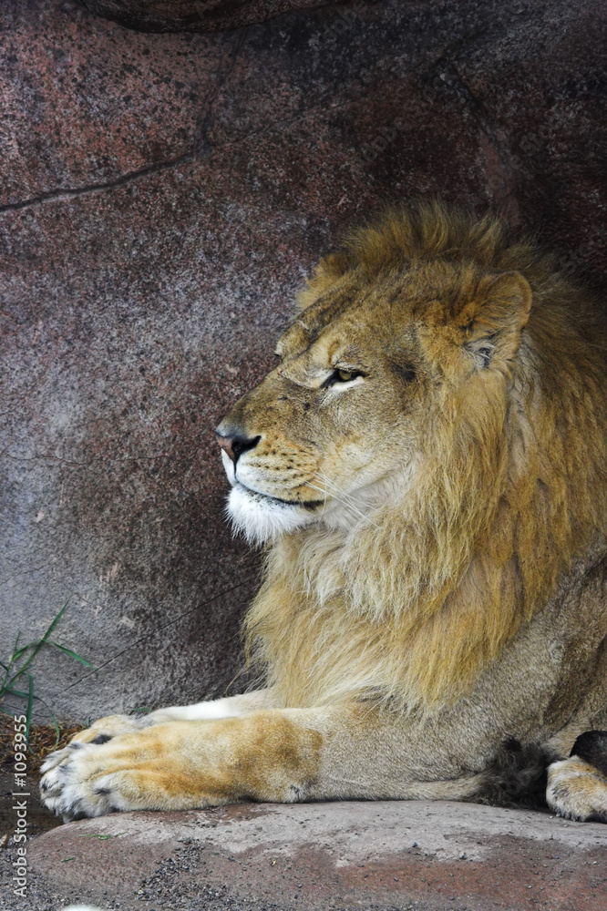 lion sitting beside cliff