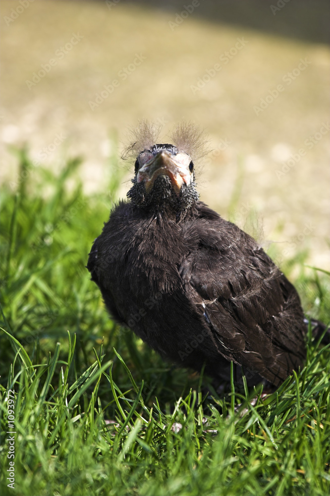 grackle hatchling also known as quiscalus quiscula grackle hatchling also known as quiscalus quiscula
