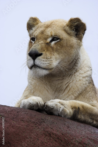 lioness on rocks