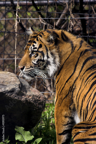 caged tiger