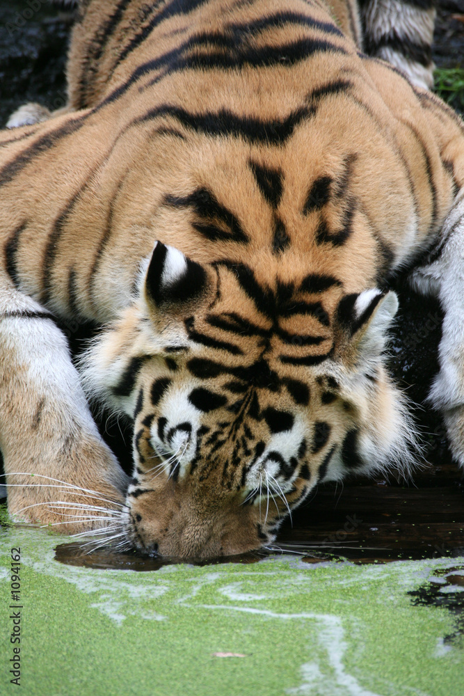 Fototapeta premium amurtiger