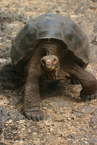 galapagos tortoise