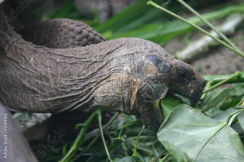 galapagos tortoise