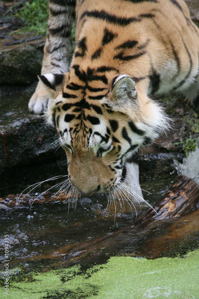 Naklejka premium amurtiger