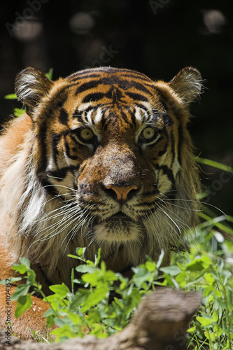 Fototapeta Naklejka Na Ścianę i Meble -  sumatran tiger