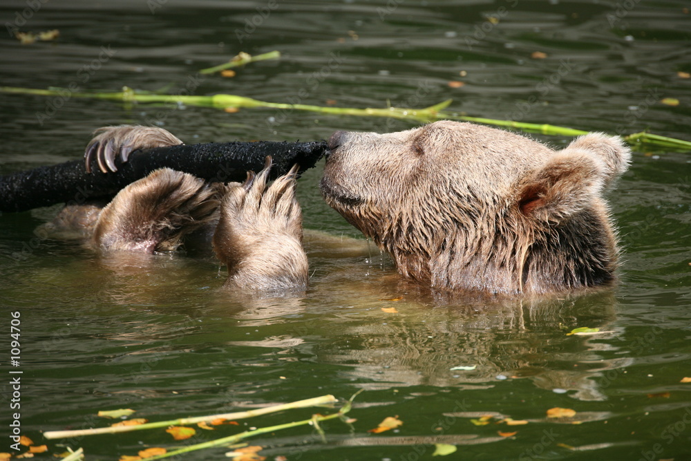 Fototapeta premium braunbär