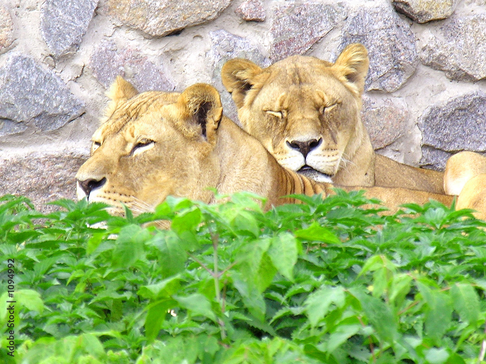 Obraz premium sweet dreams