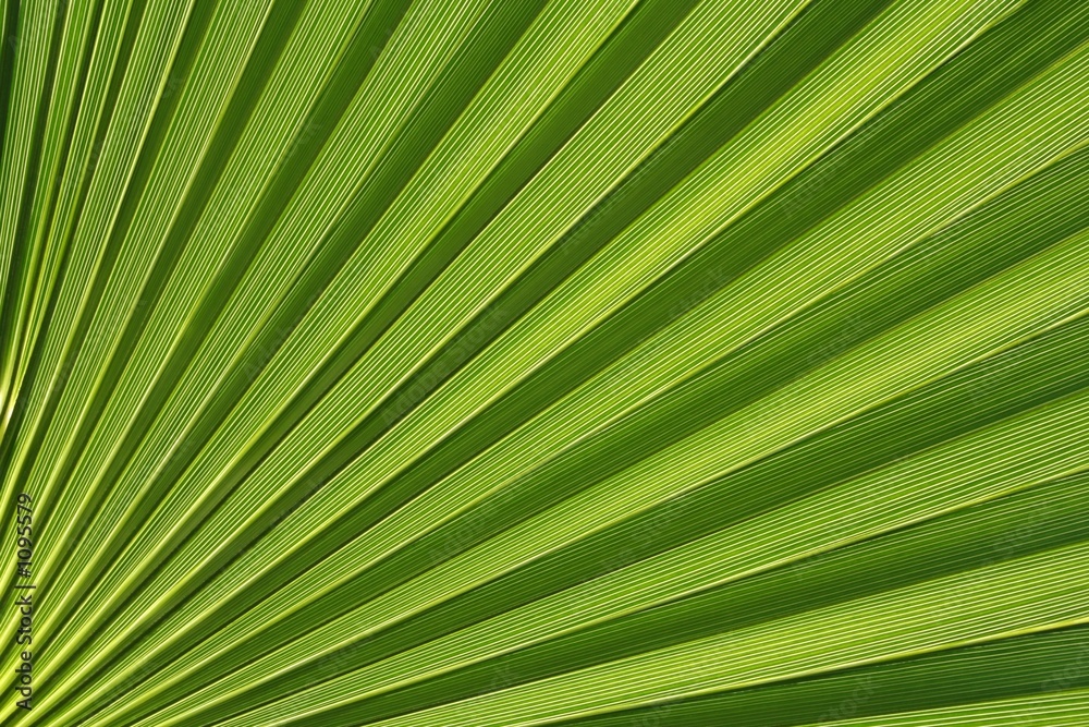 Obraz premium palmetto abstract