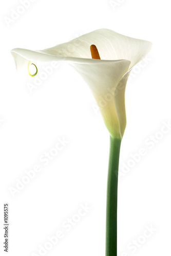 white calla lilly