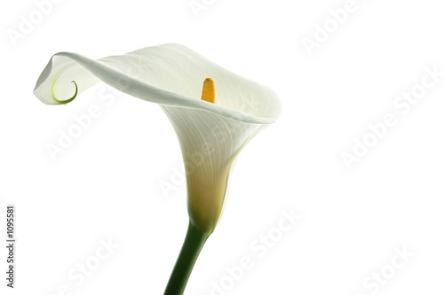Print op canvas white calla lilly 2