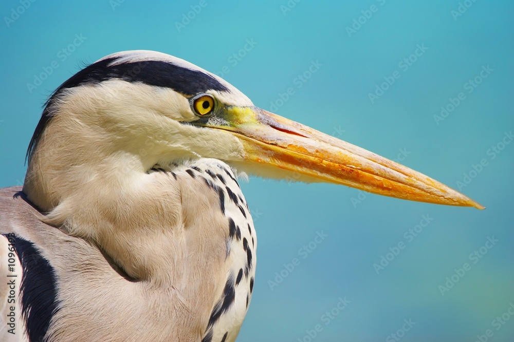 Fototapeta premium the bird