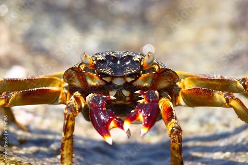 the nice crab