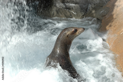 seal leaping out of water