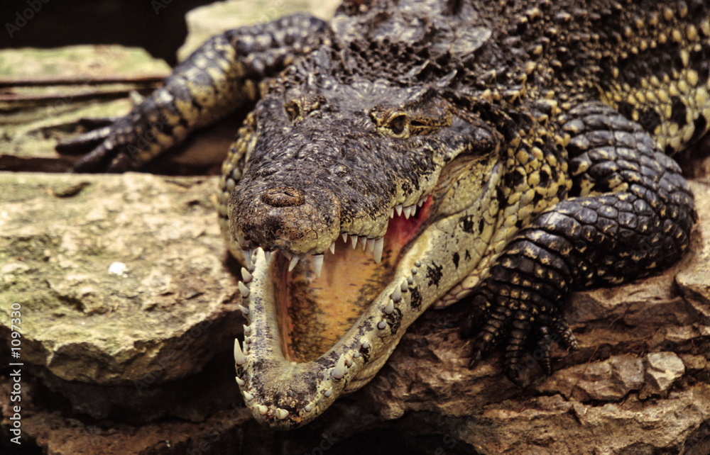 Obraz premium american crocodile