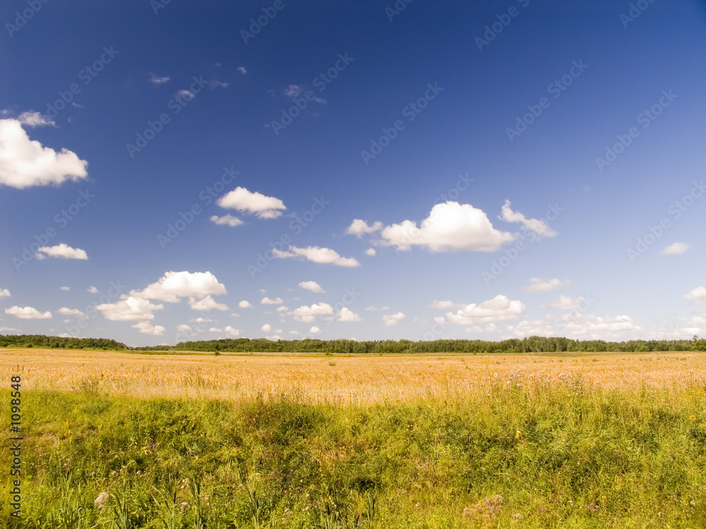 summer landscape