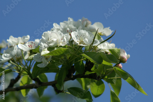blossom under blue sky
