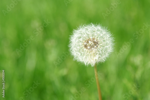 dandelion