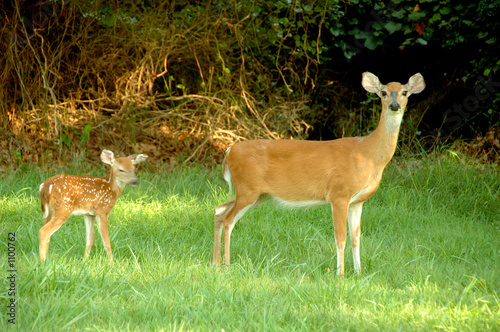 deer family