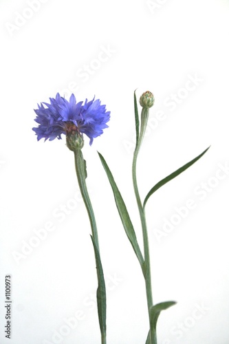cornflower and burgeon
