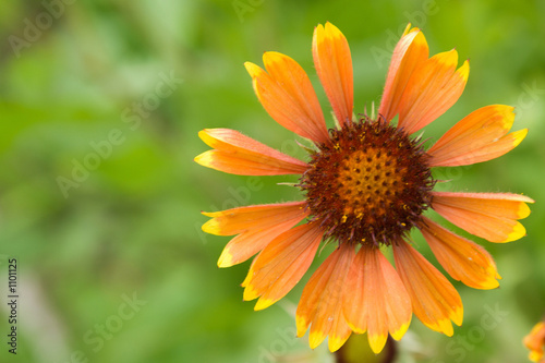 flowers in a garden