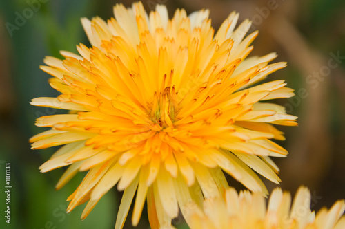 flowers in a garden