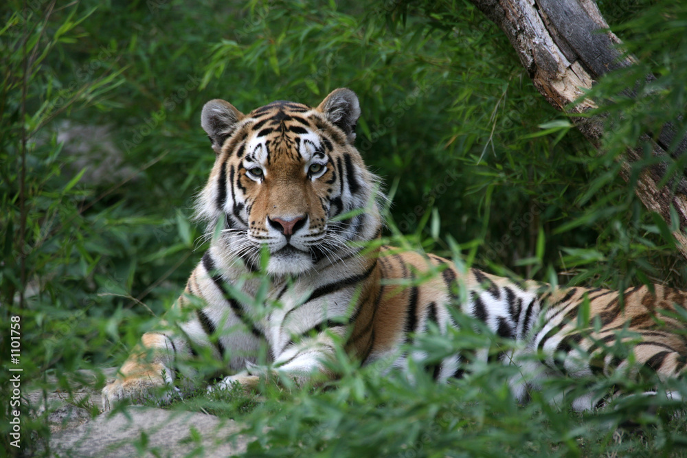 Obraz premium amurtiger