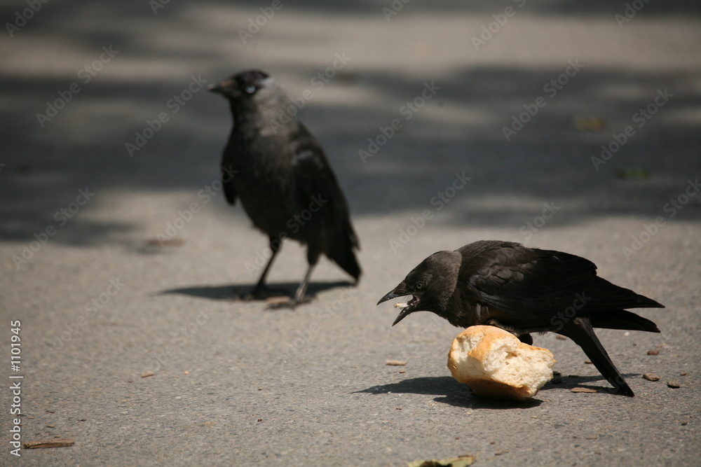 Obraz premium brötchendieb