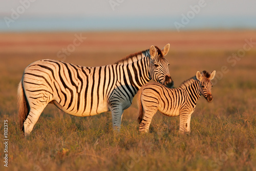 plains zebras