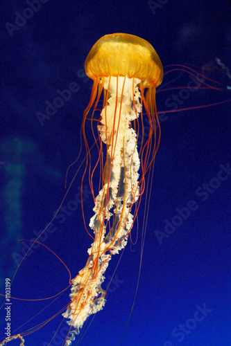 yellow medusa #1103199