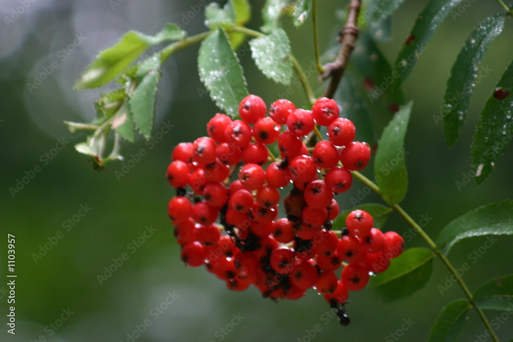 rowan berry rowan berry