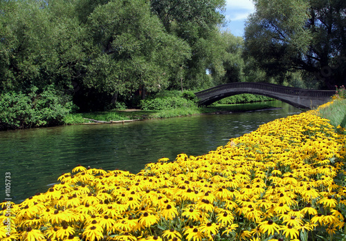 Photography bridge and black-eyed susans