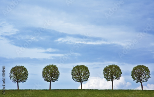 5 trees photo