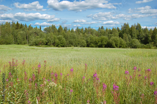 finnish meadow