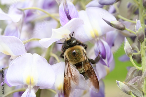 bee on flower photo