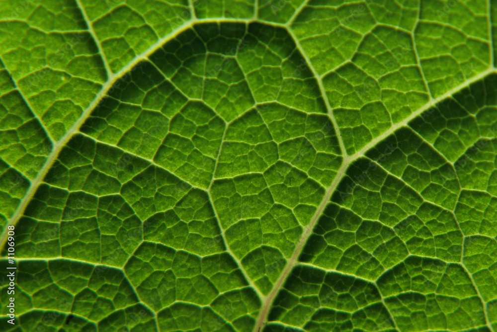 nervure de feuille Photos | Adobe Stock