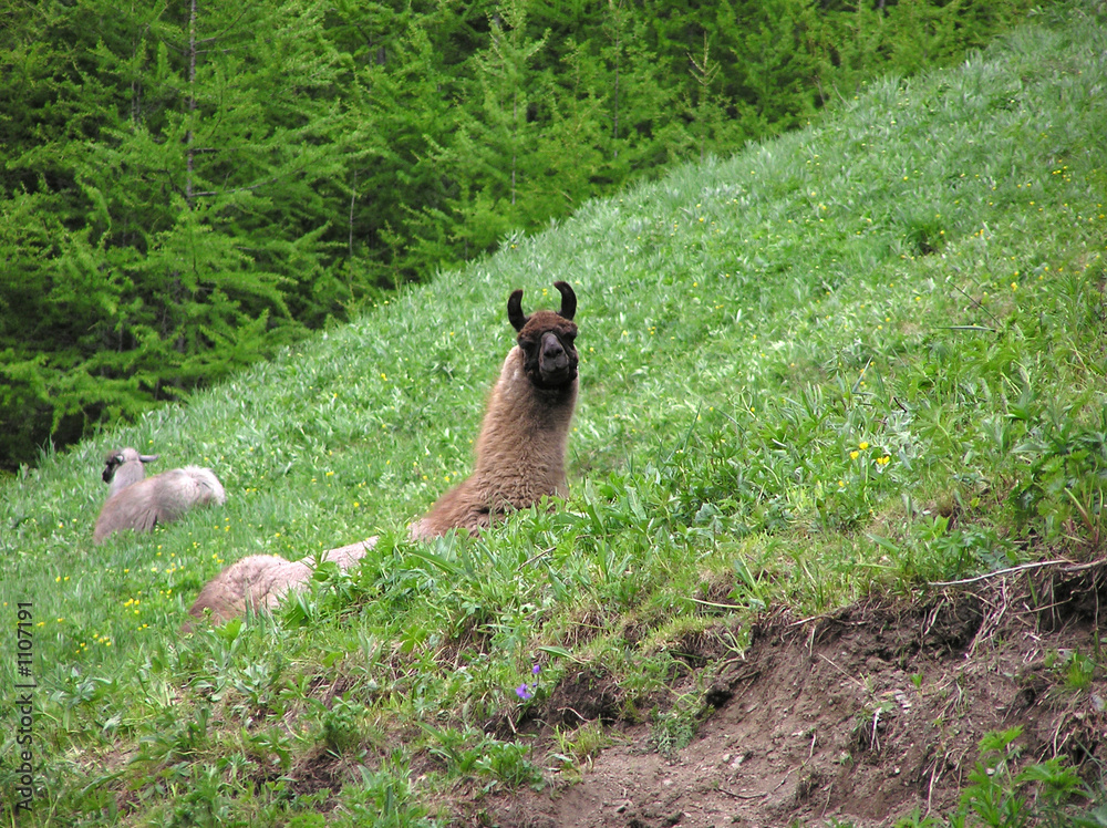 Naklejka premium 0217-lamas