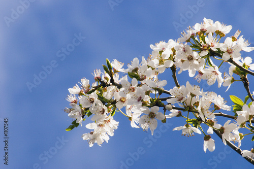 spring blossom 03