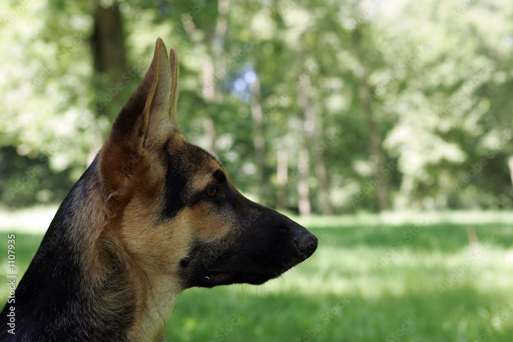 jeune chien jeune chien