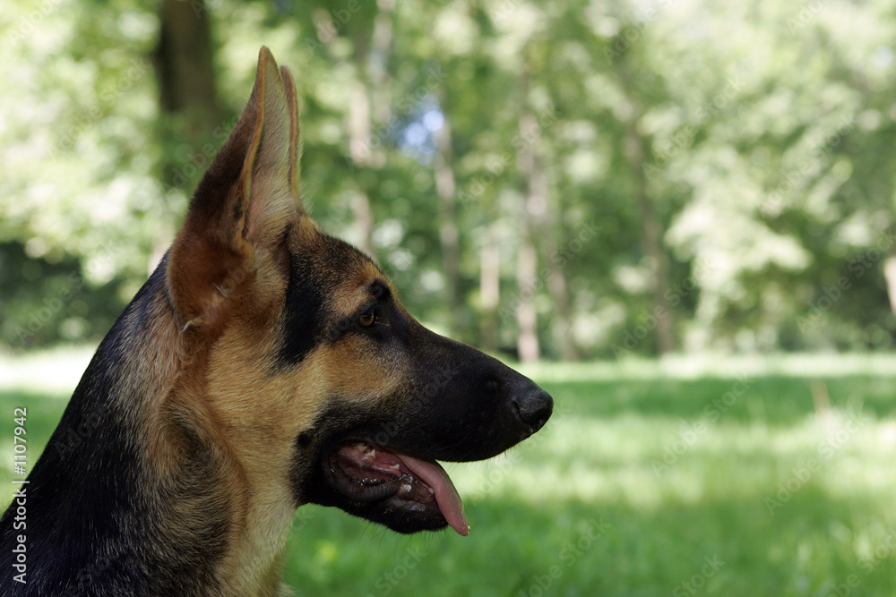 jeune chien tirant la langue jeune chien tirant la langue