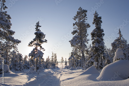 winter forest