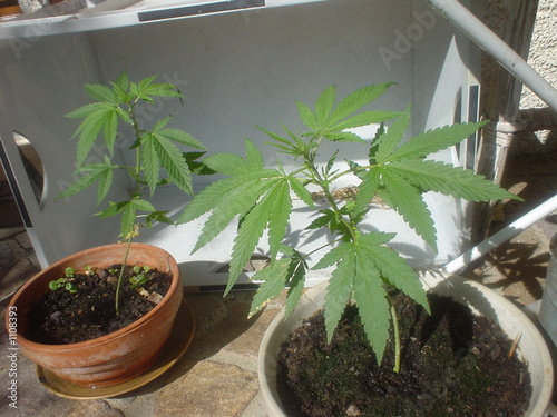 canabis vert plante