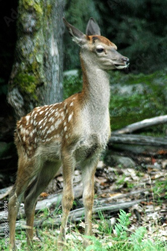 fawn in woods