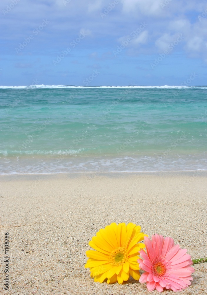 flower on the beach flower on the beach