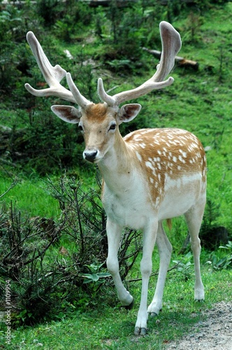 reindeer