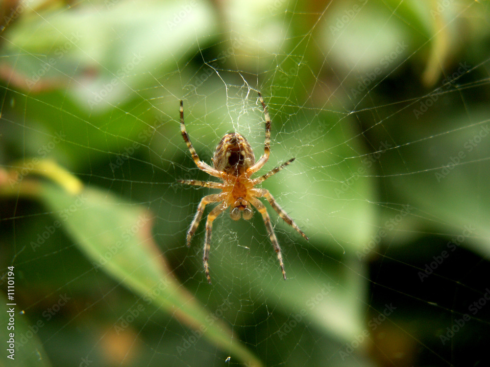 spider spider