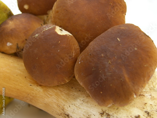 boletus photo