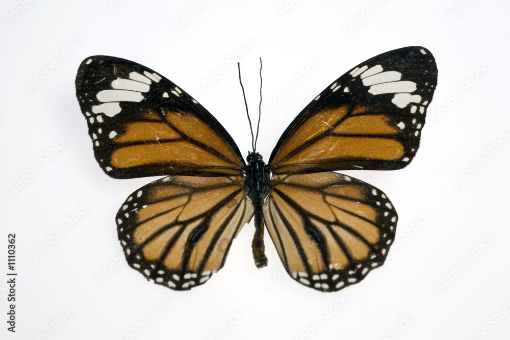 Obraz premium mariposa7792