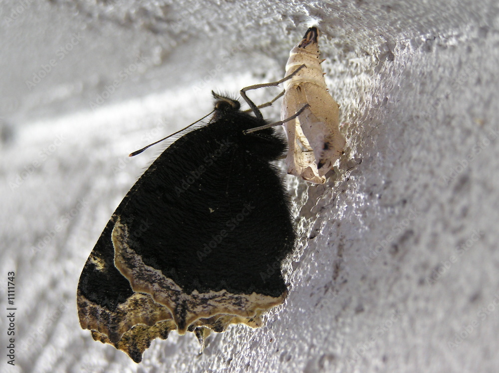 Obraz premium emerging butterfly