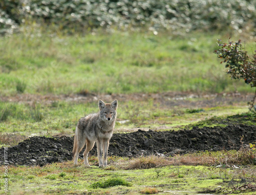 coyote