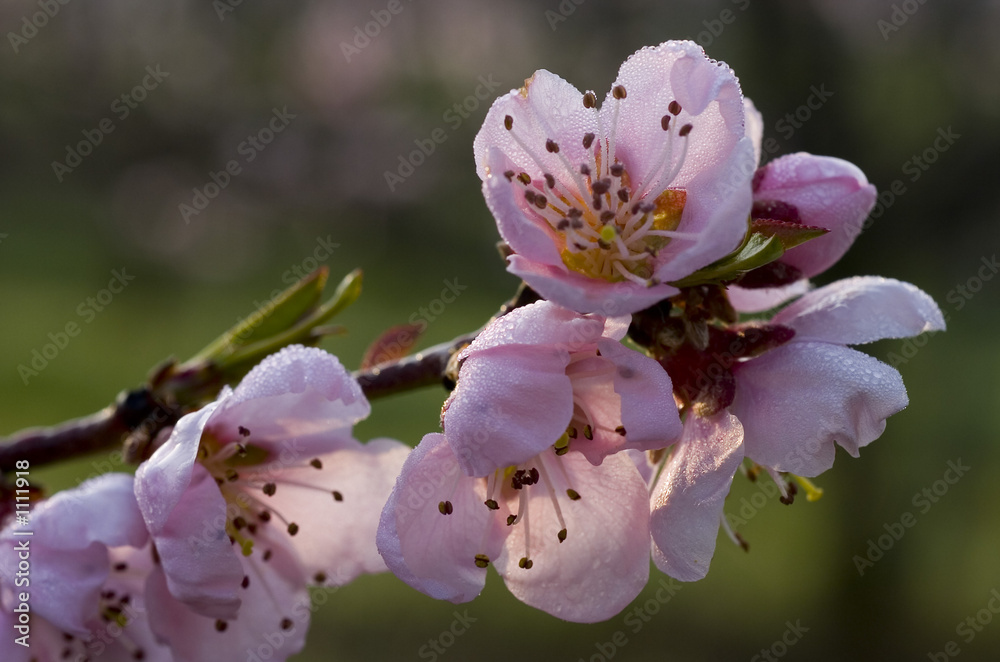 Obraz premium peach tree flower